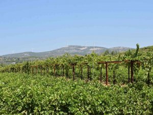 Aydın’da Üzüm Rekolte Tahmin Çalışmaları Başladı