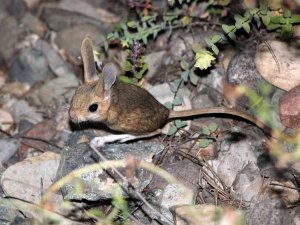 Gümüşhane’de Araptavşanı Görüntülendi