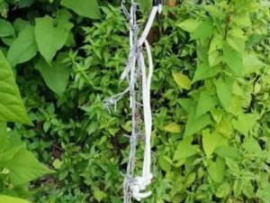 Domuzlar İçin Tuzak Kurdu, O Tuzakta Eşini Kaybetti