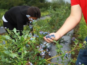 Ordu Mavi Yemişte İddialı