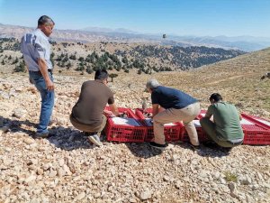 15 Bin Kınalı Keklik Doğaya Salındı