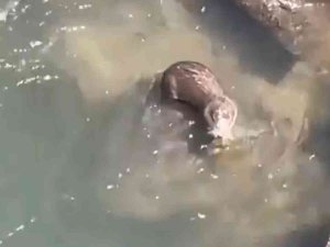 Dicle Nehri’nde ’Su Samuru’ Görüntülendi