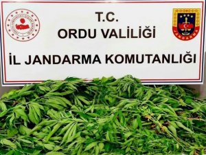 Ordu’da Uyuşturucu İle Mücadele Çalışmaları Sürüyor