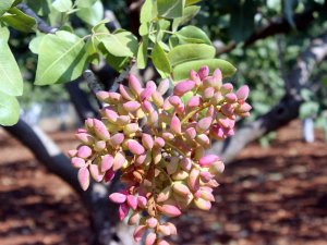 Kilis’te Antep Fıstığı Hasadı Başladı