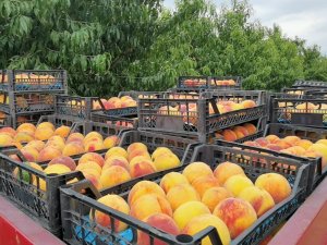 Şeftalinin Suyu Çıktı, Dalında 3, Tezgahta 10 Tl