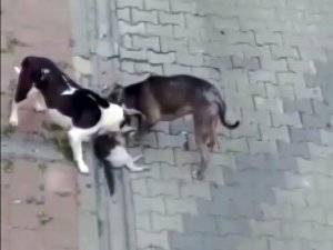 Fatih’te Evde Beslenen Pitbull Köpekleri Kedileri Öldürdü