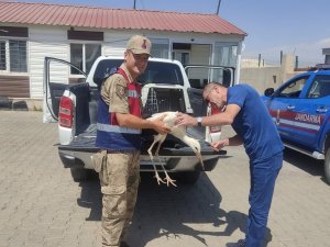 Yaralı Leylek Tedavi Altına Alındı