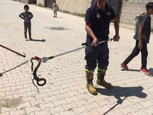 Sokak Ortasındaki Yılanı İtfaiye Ekipleri Yakaladı