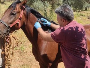 Karacasu’da Rahvan Atları Kimliklendirildi