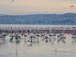 Çiğli’nin Pembe Misafirleri Los Angeles’ten Ödülle Dönüyor