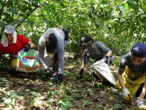 Ordu’da Fındık Hasadı Başladı