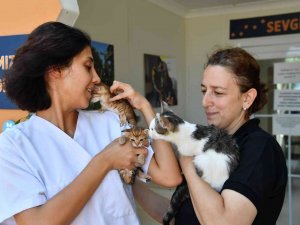 Minik Dostlar Şefkatli Ellerde Tedavi Ediliyor