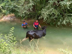 Sulama Kanalına Düşen İneğin Yardımına İtfaiye Yetişti