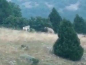 Bir Anda Karşısına Çıktılar, Bozayı Neye Uğradığını Şaşırdı