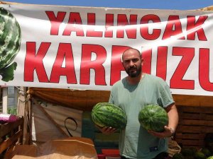 Yalıncak Karpuzunda Hasat Rötarlı Başladı