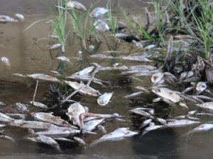 Araştırmalar Sonucunda Toplu Ölümlerin Nedeni Belli Oldu