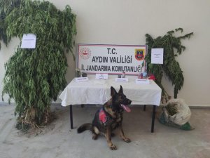 Aydın’da 1 Haftada 7 Uyuşturucu Taciri Tutuklandı