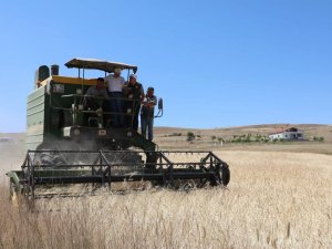 Kocasinan’da Geçen Yıl Çiftçilere Dağıtılan Gacer Buğdayının Hasadı Yapıldı