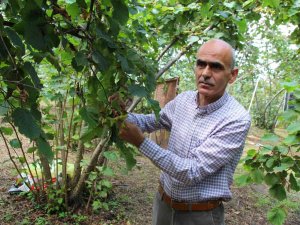 Giresun Ziraat Odası’ndan Fındık Üreticilerine Hasat Ve Emanet Uyarısı