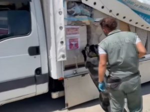 Kahramanmaraş’ta 117 Kilo Esrar Ele Geçirildi