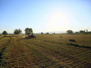 Büyükşehirden Üreticiye Ücretsiz Hayvan Yemi