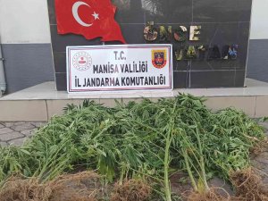 Manisa’da Jandarmadan Kenevir Operasyonu