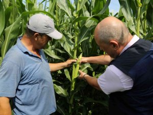 2 Bin Çiftçiye 120 Ton Dane Mısır Desteği