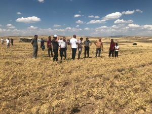 Üreticiye Dağıtılan Nohutların Hasadına Başlandı