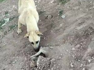 Tedavi Olan Yavrusu Ölünce Mezarının Başından Ayrılmadı