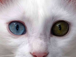 Van Kedisinin Nesli Garanti Altına Alınıyor