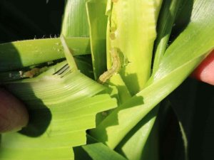 Trakya’da İlaçlanan Mısır Tarları Tırtıllardan Temizlendi