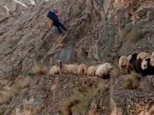 Kayalıklarda Mahsur Kalan Koyunlar Kurtarıldı