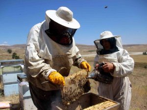En Tatlı Hasat Başladı