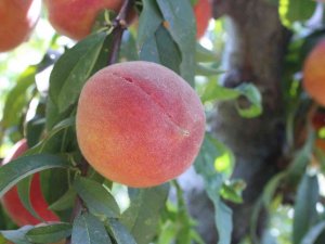 Şeftalide Rekolte Yüksek, Fiyatlar Düşük