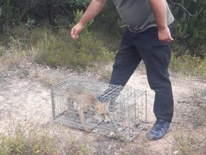Yalova’da Köylüleri İllallah Ettiren Tilki Doğal Yaşam Alanına Bırakıldı