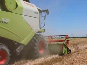 Aydın’da Buğday Hasadı Başladı