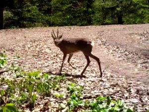 Yaban Hayatının Güzellikleri Fotokapanlara Takıldı
