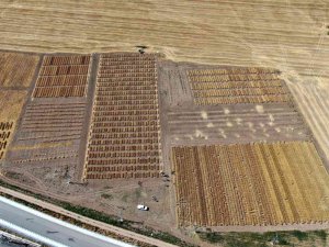 Dünya İçin Umut Olan Süper Buğdayda İlk Hasat Gerçekleşti