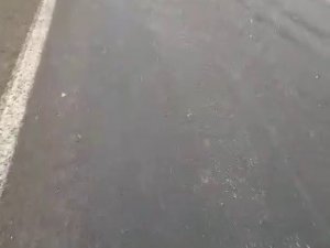 Tır, Yoldan Geçen Büyükbaş Hayvan Sürüsüne Daldı