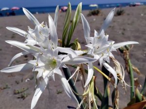 Nesli Tükenen Bu Çiçeği Kopartmanın Cezası Dudak Uçuklatıyor