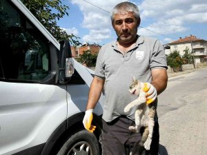 Yaralı Kediye Yenişehir Belediyesi Sahip Çıktı