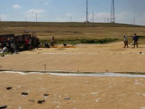 Hasadı Yapılan Buğdayın Tarladan Değirmene Yolculuğu