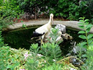 Yuvasından Düşen Yavru Leylek Korumaya Alındı