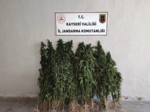 Ayçiçeği Tarlasında Kenevir Yetiştiren Şahıs Yakalandı