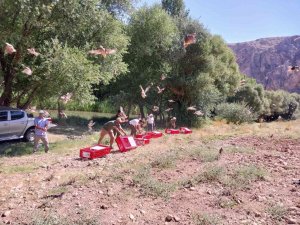 Elbistan’da 525 Adet Kınalı Keklik Doğaya Salındı