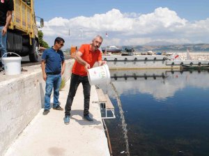 Eğirdir Gölü’ne 1 Milyon 391 Bin 500 Adet Yavru Sazan Bırakıldı