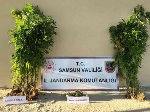 Samsun’da Yasa Dışı Kenevir Ekmeye 1 Gözaltı