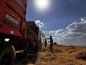 Ağrılı Çiftçiler Verim Aldıkları Topraklarda Hasat Yapmaya Başladı