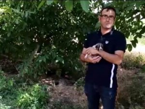 Anne Köpek, Yavrularını Kurtarmak İçin Ağlamış