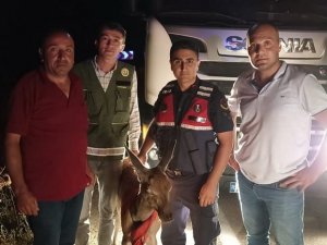 Aracın Çarptığı Ceylanı Başka Bir Sürücü Kurtardı